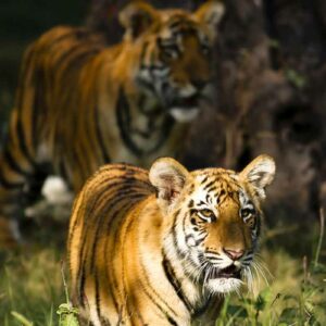Ranthambore National Park