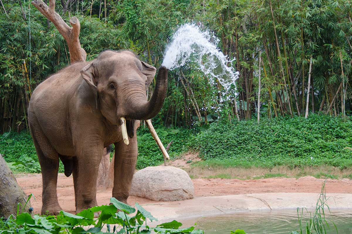 Chitwan: el corazón de la jungla