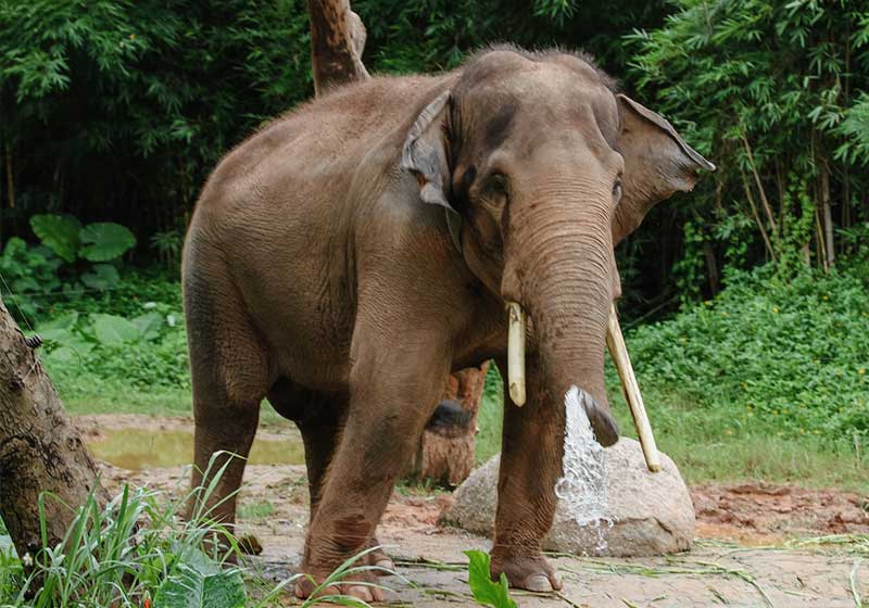 Indian elephant