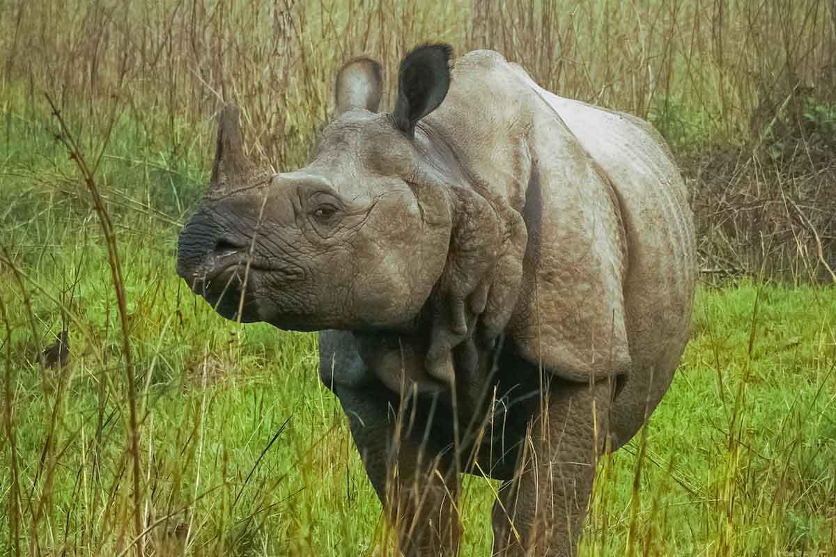 rhinoceros nepal chitwan